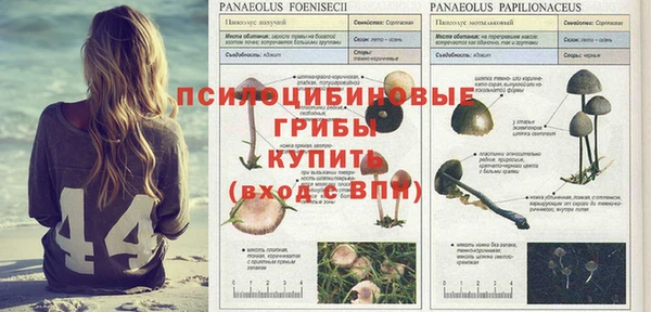 a pvp Лиски